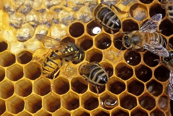 Common Wasp - stealing Honey, UK