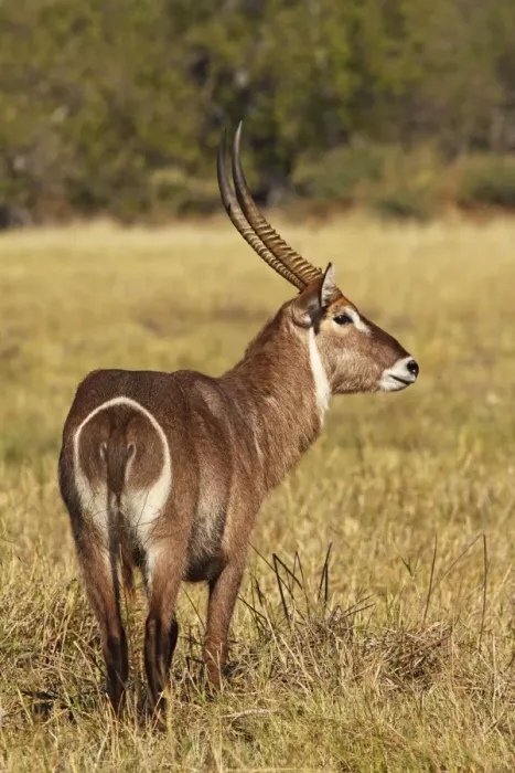 Framed Print : common waterbuck, Moremi NP, Botswanan Framed Print : common waterbuck, Moremi NP, Botswanan