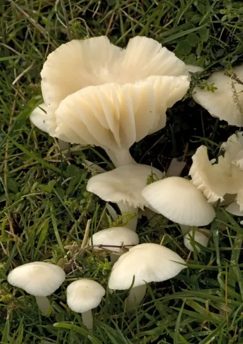 Framed Print : A common waxcap, in grassland Framed Print : A common waxcap, in grassland