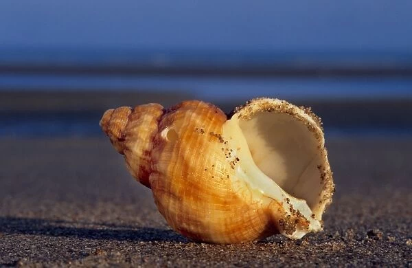 Common whelk on the beach North sea, Belgium