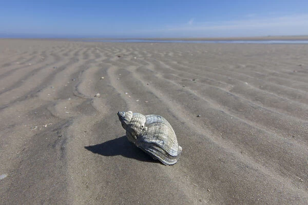 Common Whelk - empty shell on sand - Germany