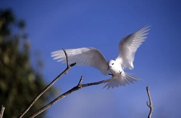 Common White Tern - landing