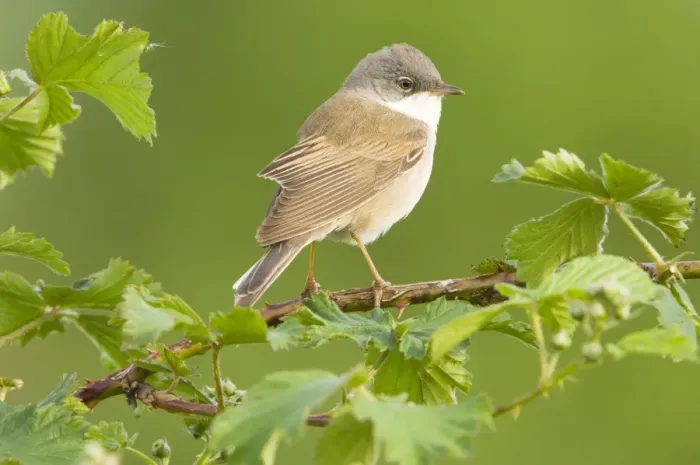Framed Print : Common Whitethroat - Male - The netherlands - Overijssel - De Wieden Framed Print : Common Whitethroat - Male - The netherlands - Overijssel - De Wieden