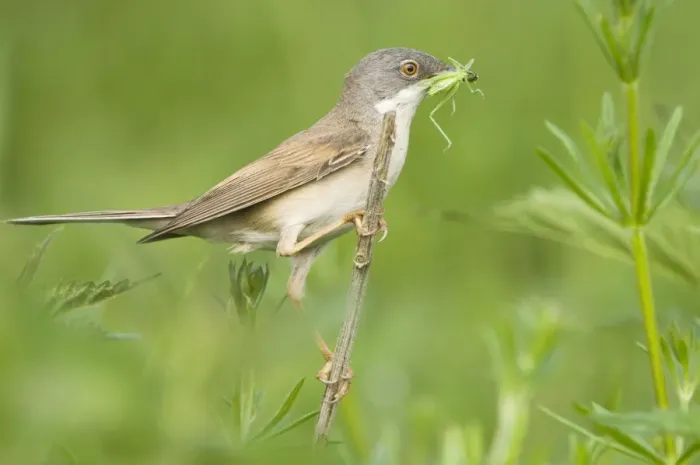 Framed Print : Common Whitethroat - Male with prey in beak Framed Print : Common Whitethroat - Male with prey in beak