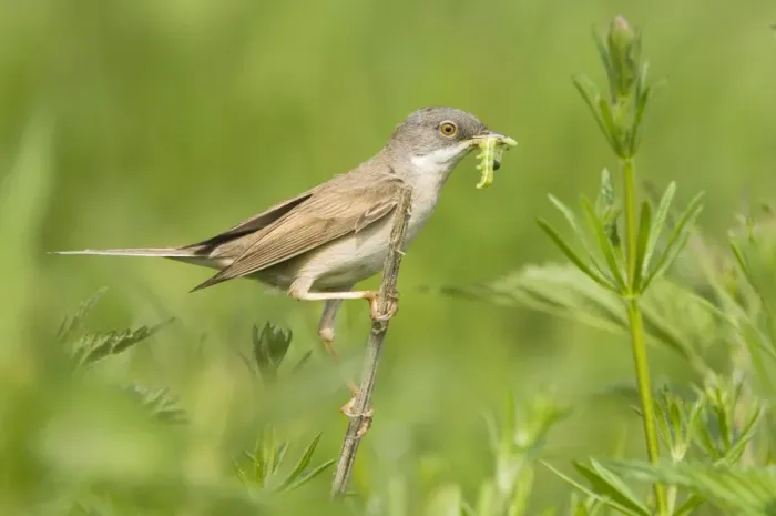 Framed Print : Common Whitethroat - Male with prey in beak Framed Print : Common Whitethroat - Male with prey in beak