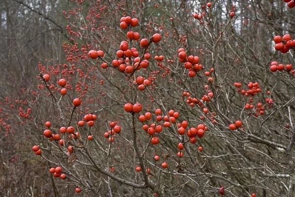 Common Winterberry Holly - November New York, USA