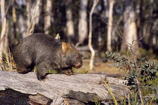 Common Wombat Australia