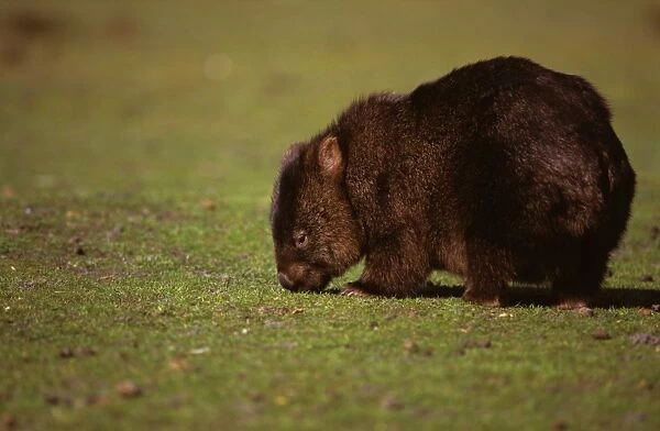 Common Wombat - feeding on grass. Patchy distribution in south-eastern mainland Australia and widespread in Tasmania. Asbestos Range National Park, northeastern Tasmania, Australia. KAT01997