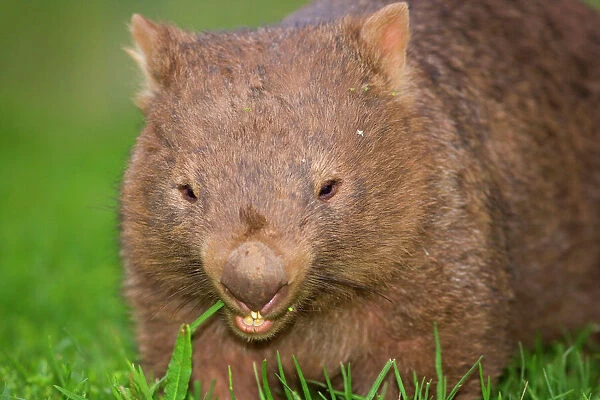 Common Wombat - frontal portrait of an adult feeding on lush grass on a meadow at dawn - New South Wales, Australia