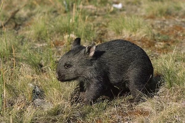 Common Wombat - about three months old, Kosciuszko National Park, New South Wales, Australia, Patchy distribution in south-eastern mainland Australia and widespread in Tasmania JPF01852