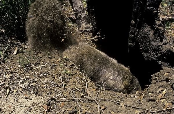 Common Wombat (Vombatus ursinus) digging burrow