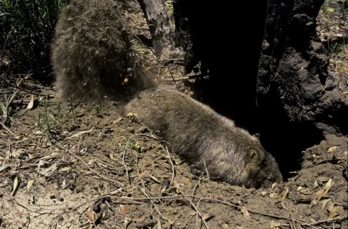 Framed Print : Common Wombat (Vombatus ursinus) digging burrow Framed Print : Common Wombat (Vombatus ursinus) digging burrow