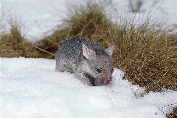 Common wombat (Vombatus ursinus) juvenile, in snow