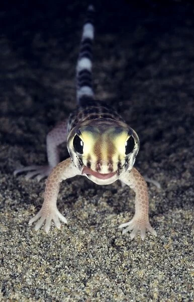 Common Wonder  /  Frog-eyed Gecko - Central Karakum desert - Turkmenistan - former CIS - Spring - April Tm31. 0513
