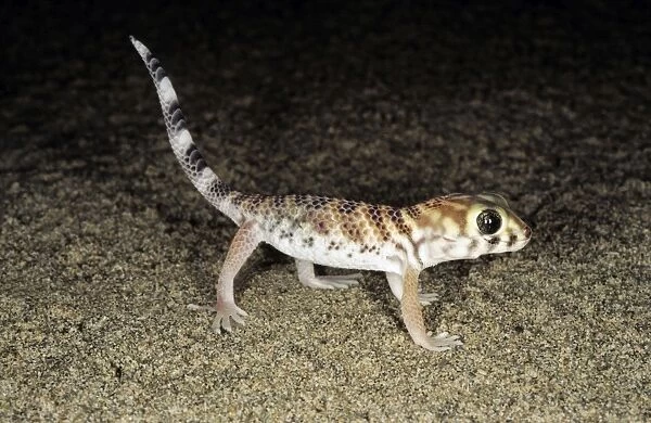 Common Wonder  /  Frog-eyed Gecko - Central Karakum desert - Turkmenistan - former CIS - Spring - April Tm31. 0503