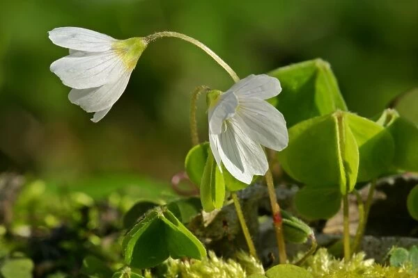 Common Wood Sorrel in full bloom growing on moss-covered log in forest Baden-Wuerttemberg, Germany