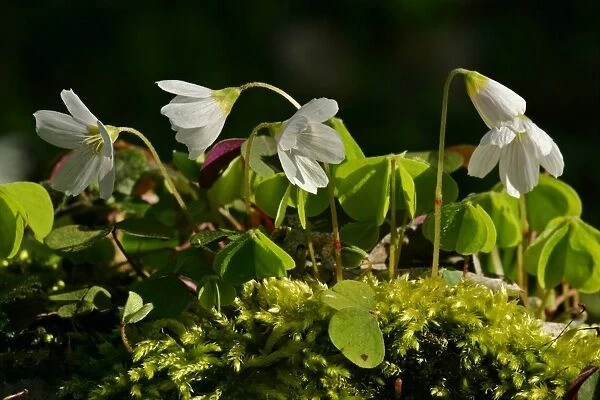 Common Wood Sorrel in full bloom growing on moss-covered log in forest Baden-Wuerttemberg, Germany
