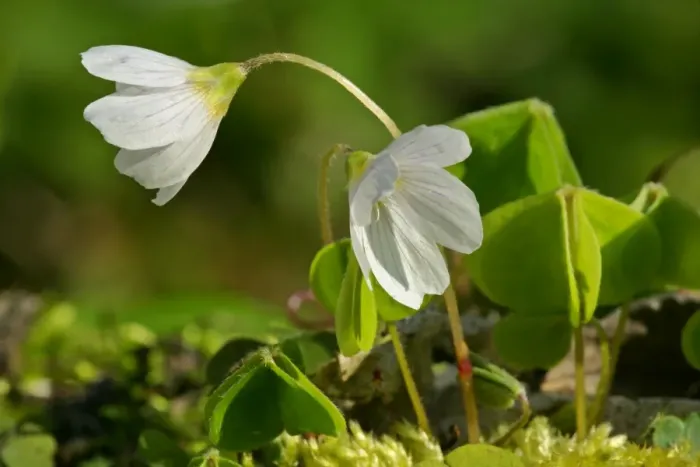 Framed Print : Common Wood Sorrel in full bloom growing on moss-covered log in forest Baden-Wuerttemberg, Germany Framed Print : Common Wood Sorrel in full bloom growing on moss-covered log in forest Baden-Wuerttemberg, Germany