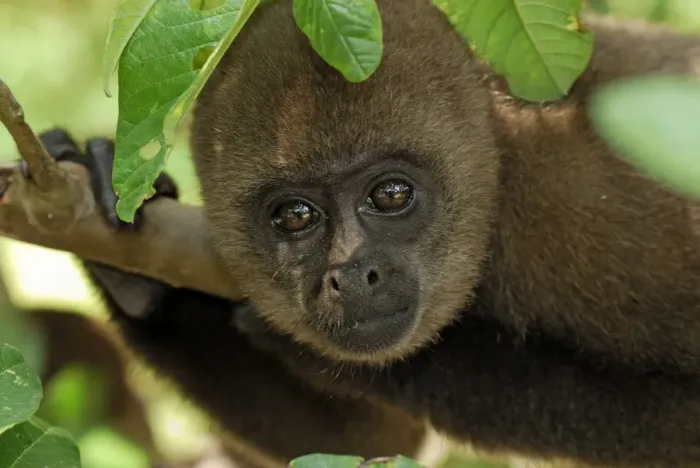 Framed Print : Common Woolly Monkey - Amacayacu Nationalpark - Colombia Framed Print : Common Woolly Monkey - Amacayacu Nationalpark - Colombia