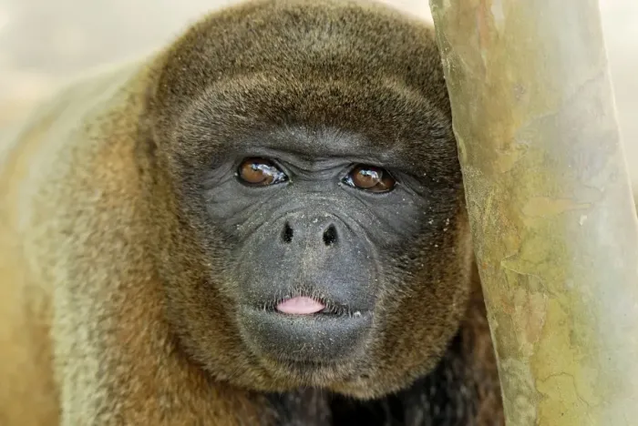 Framed Print : Common Woolly Monkey - Amacayacu Nationalpark - Colombia Framed Print : Common Woolly Monkey - Amacayacu Nationalpark - Colombia