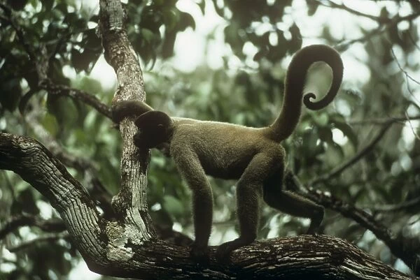 Common Woolly Monkey - side view in canopy - North West Amazon Brazil