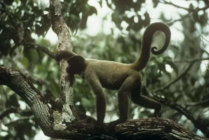 Framed Print : Common Woolly Monkey - side view in canopy - North West Amazon Brazil Framed Print : Common Woolly Monkey - side view in canopy - North West Amazon Brazil