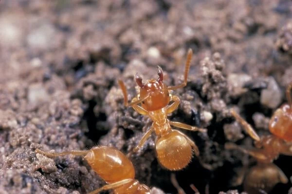 Common Yellow Ant - worker guarding nest, UK