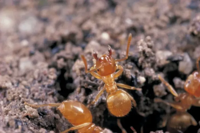 Framed Print : Common Yellow Ant - worker guarding nest, UK