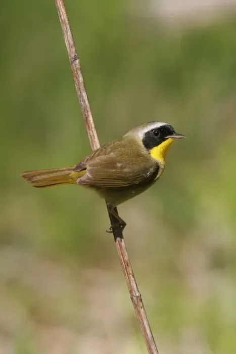 Framed Print : Common Yellowthroat Framed Print : Common Yellowthroat