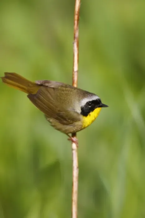 Framed Print : Common Yellowthroat Framed Print : Common Yellowthroat