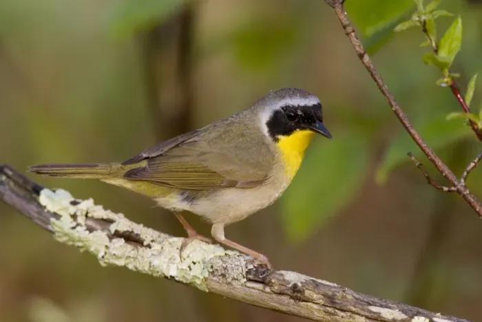 Framed Print : Common Yellowthroat Connecticut, USA Framed Print : Common Yellowthroat Connecticut, USA
