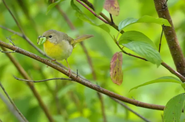Framed Print : Common Yellowthroat - female with food in mouth - Pacific Northwest - USA - June _D3C2671