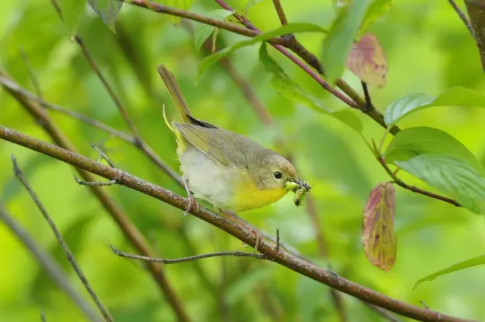 Framed Print : Common Yellowthroat - female with food in mouth - Pacific Northwest - USA - June _D3C2675 Framed Print : Common Yellowthroat - female with food in mouth - Pacific Northwest - USA - June _D3C2675