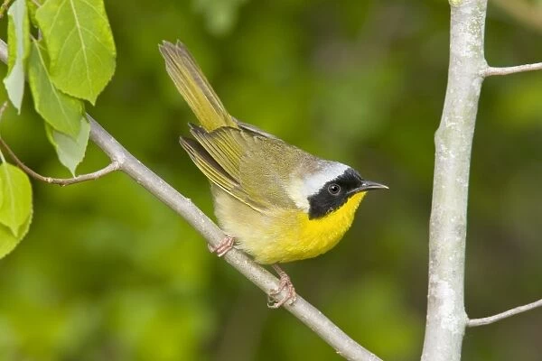 Common Yellowthroat - Male perched on branch - Connecticut USA - May