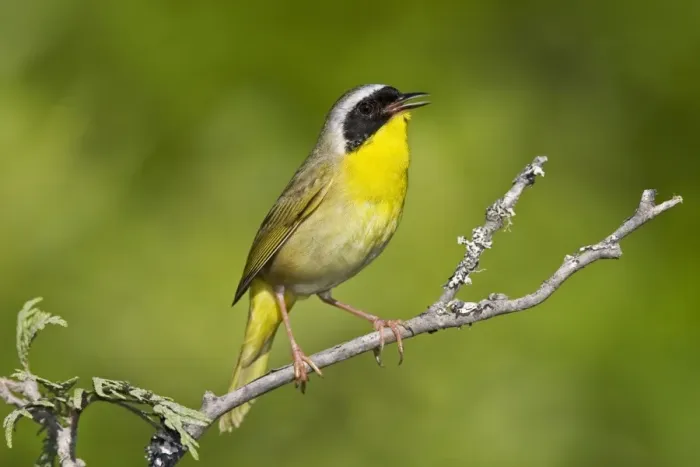 Framed Print : Common Yellowthroat - Male perched on branch singing - Connecticut USA - May Framed Print : Common Yellowthroat - Male perched on branch singing - Connecticut USA - May