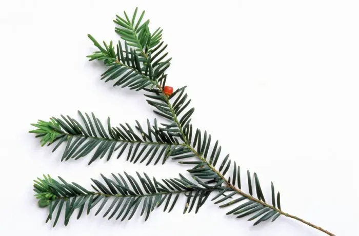 Framed Print : Common Yew Framed Print : Common Yew