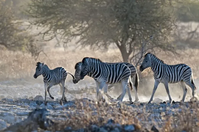 Framed Print : Common zebra - approaching water hole in evening light - Etosha National Park - Namibia Framed Print : Common zebra - approaching water hole in evening light - Etosha National Park - Namibia