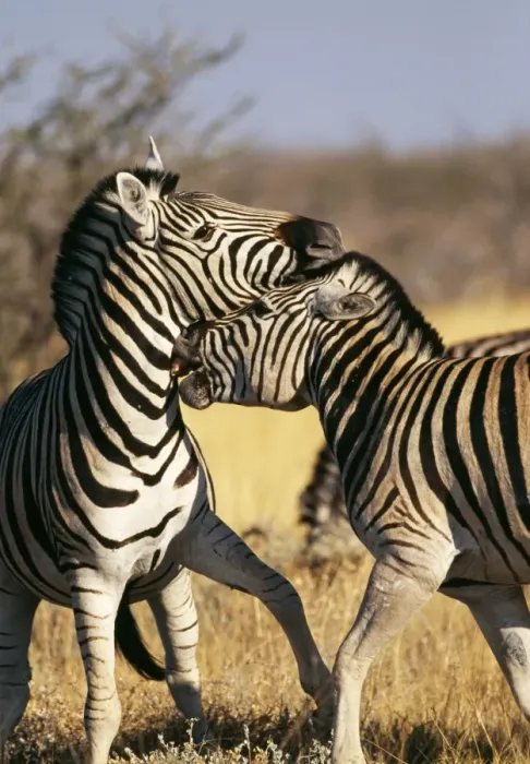 Framed Print : Common Zebra Etosha National Park, Namibia, Africa Framed Print : Common Zebra Etosha National Park, Namibia, Africa