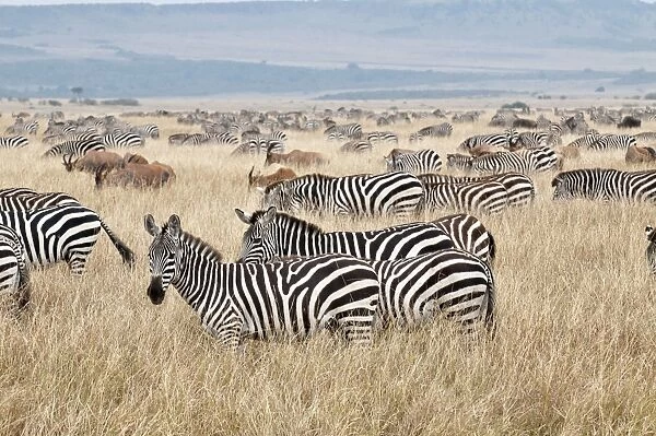 Common Zebra - group grazing - with one or two Topi in background - Masai Mara - Kenya