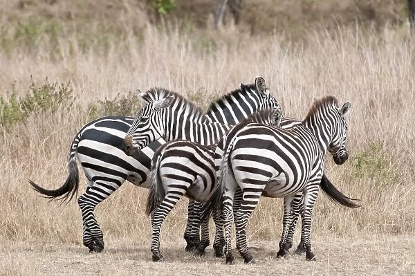 Common Zebra - group of four standing close together - Masai Mara - Kenya