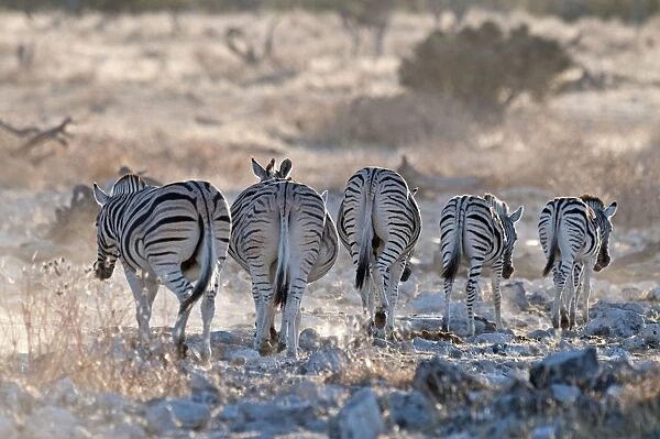 Common zebra - rear view - leaving water hole in evening light - Etosha National Park - Namibia