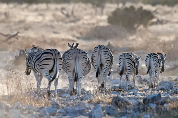 Framed Print : Common zebra - rear view - leaving water hole in evening light - Etosha National Park - Namibia Framed Print : Common zebra - rear view - leaving water hole in evening light - Etosha National Park - Namibia
