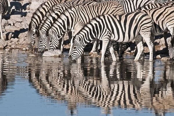 Common zebra - at water hole - group with reflections - Etosha National Park - Namibia