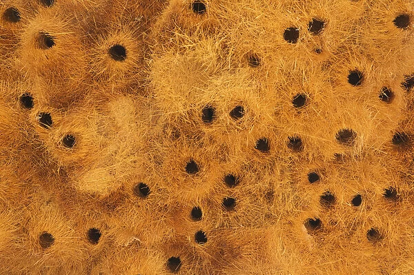 Detail of a communal nest of Sociable Weavers with