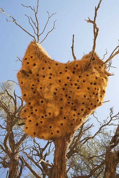 Communal nest of Sociable Weavers with its numerous