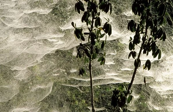 Communal Spider Web - Southern Highlands, Tari area, Papua New Guinea JPF27704