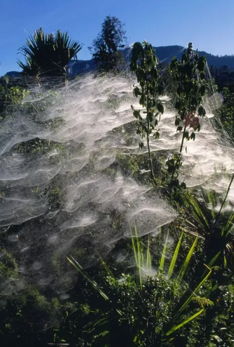 Framed Print : Communal Spiders Webs altitude 3000 m, Southern Highlands, Papua New Guinea Framed Print : Communal Spiders Webs altitude 3000 m, Southern Highlands, Papua New Guinea