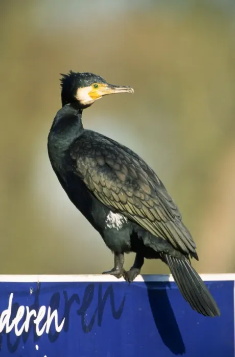 Framed Print : Comorant. ME-1029. Common CORMORANT. Phalacrocorax carbo Framed Print : Comorant. ME-1029. Common CORMORANT. Phalacrocorax carbo