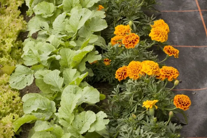 Framed Print : Companion planting, with french marigolds next to turnip seedlings, and Lollo rossa lettuce. Organic gardening Framed Print : Companion planting, with french marigolds next to turnip seedlings, and Lollo rossa lettuce. Organic gardening