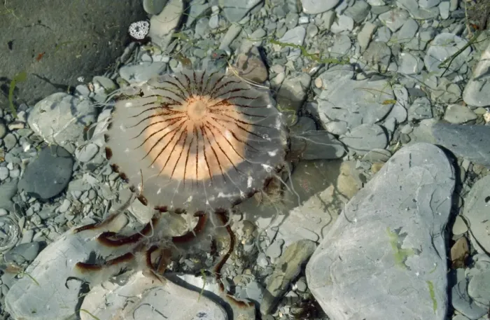 Framed Print : Compass Jellyfish - lundy shore UK Framed Print : Compass Jellyfish - lundy shore UK